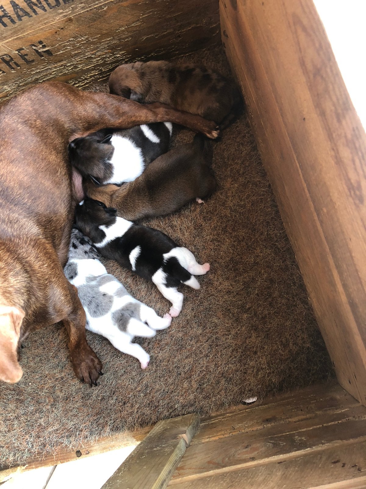 Jack Russel pups, 8 tot 15 weken, Parvo, Meerdere, Meerdere dieren