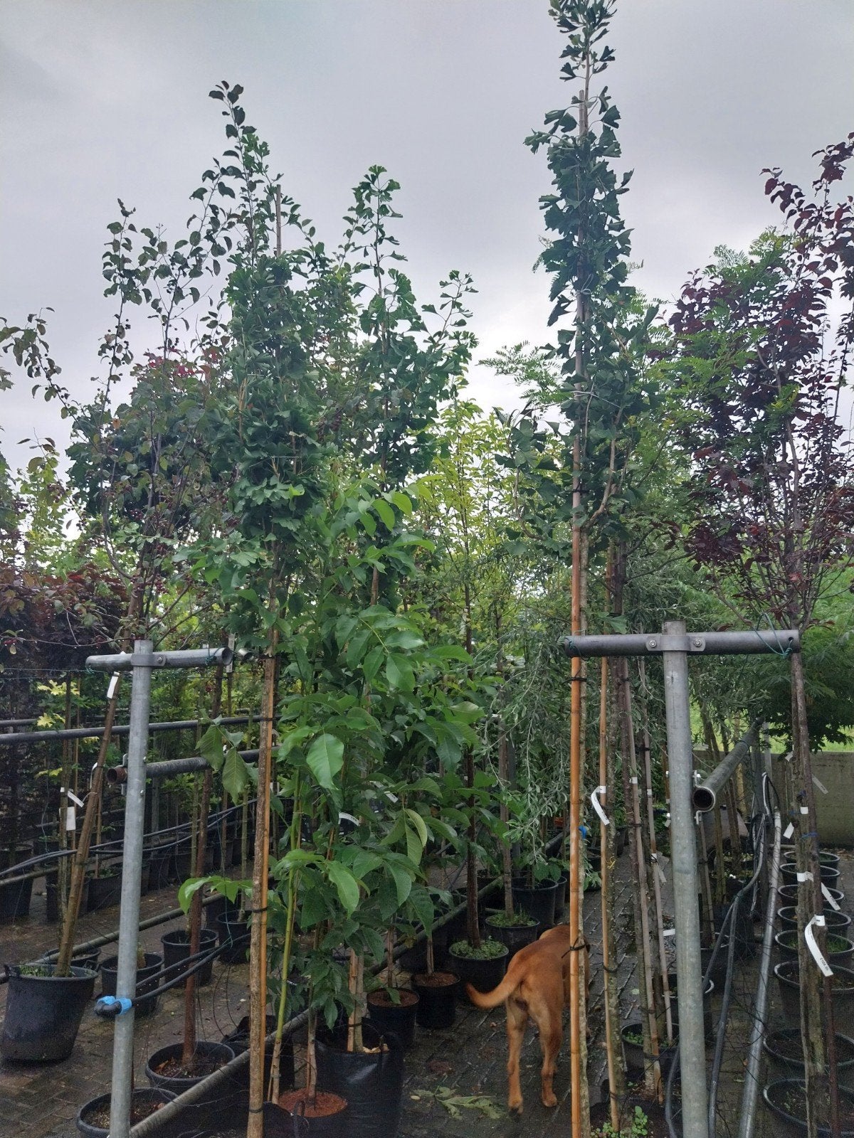 Ginkgo Biloba boom - Japanse notenboom, Tuin en Terras, Planten | Bomen, Bloeit niet, Overige soorten, 250 tot 400 cm, Ophalen