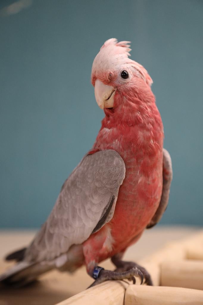 VERWACHT Jonge Baby Rose Kaketoes | Sociaal | Speels| Getest, Meerdere dieren, Papegaai, Pratend