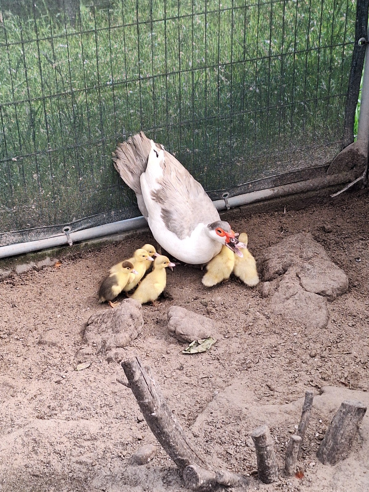 Muskus eend met jongen, Dieren en Toebehoren, Pluimvee, Meerdere dieren, Eend