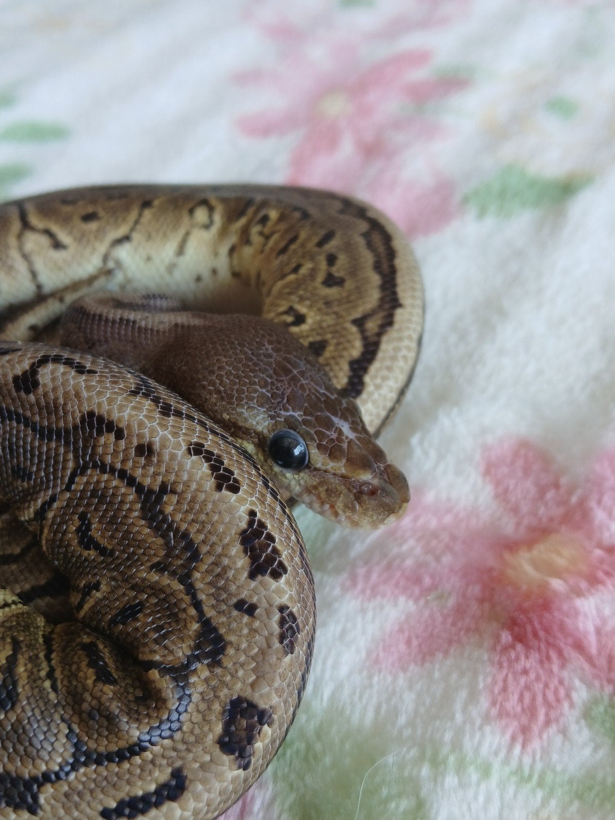 koningspython dames en mannen Ball Python photo 2