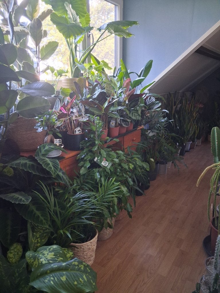 Kamerplanten, verschillende soorten en maten, Huis en Inrichting, Ophalen, Overige soorten, Halfschaduw, Minder dan 100 cm