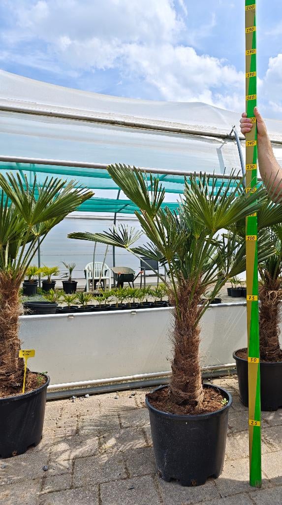 Trachycarpus Wagnerianus palmboom, Tuin en Terras, Planten | Tuinplanten, Ophalen, Bloeit niet, Overige soorten, Volle zon