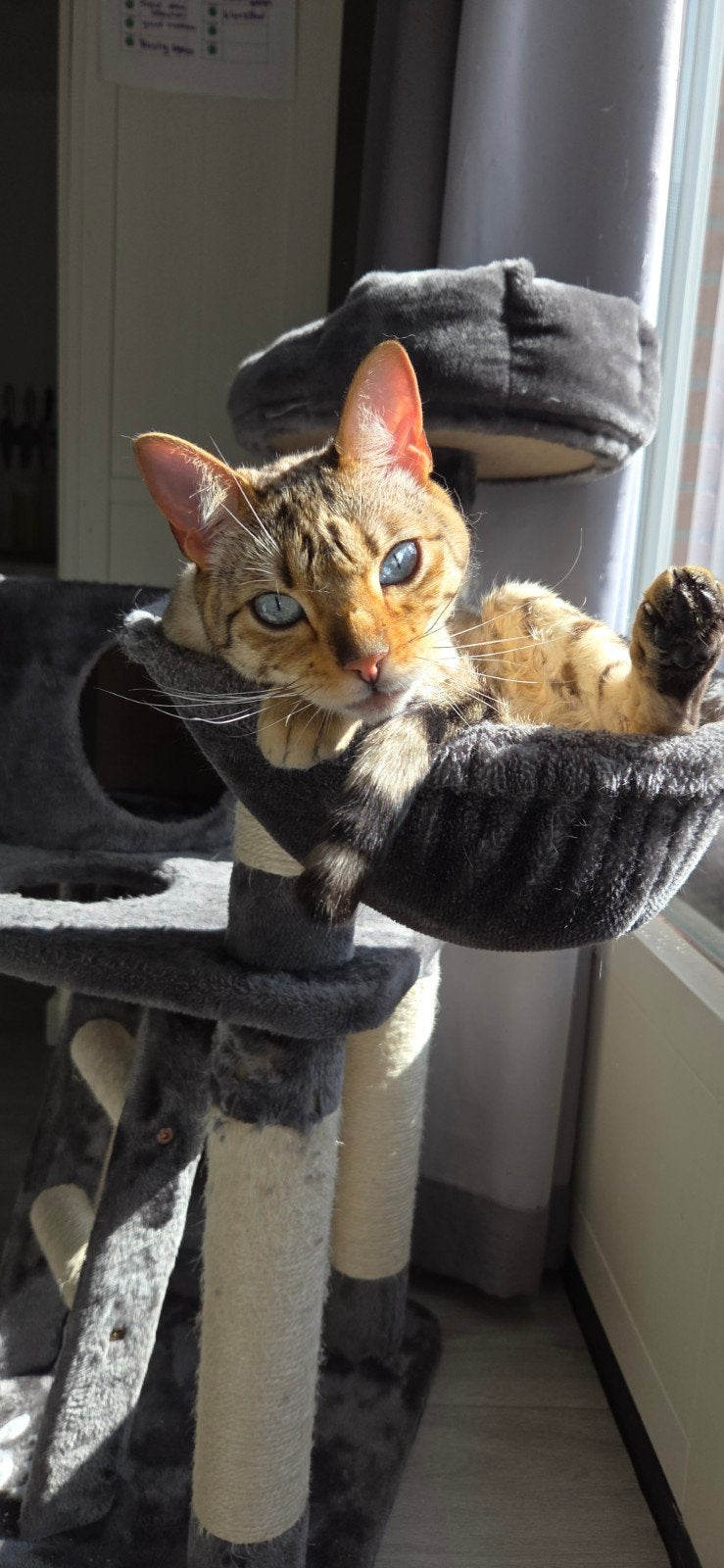 Snow lynx bengaal, Dieren en Toebehoren, Poes, Gechipt, 0 tot 2 jaar