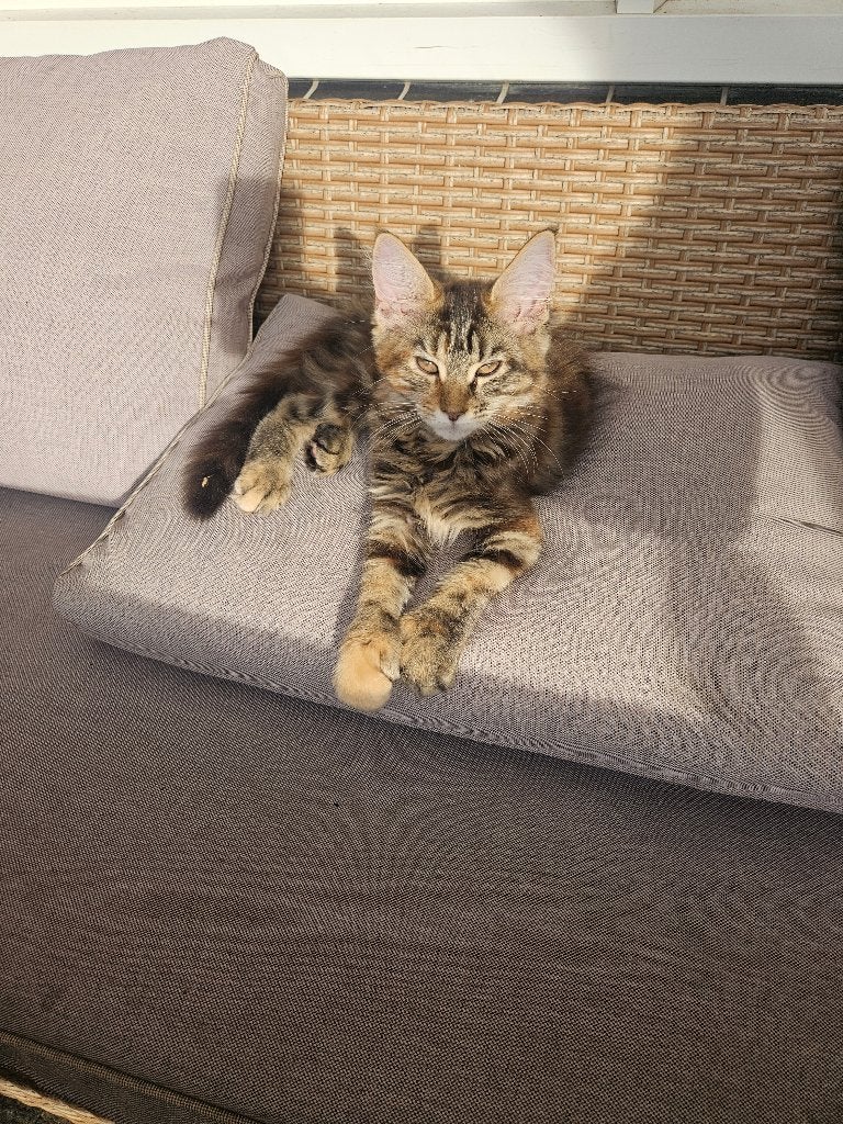 Maine coon kittens, Poes, Gechipt