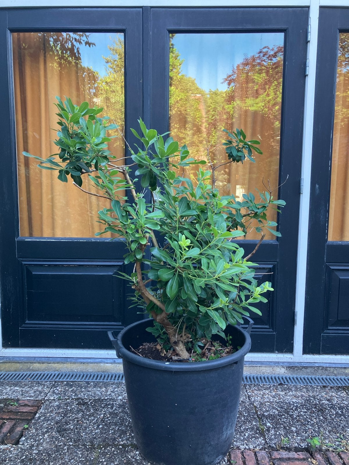 Groene Pittosporum Tobira Australische laurier, Volle zon, Vaste plant, Lente, Ophalen