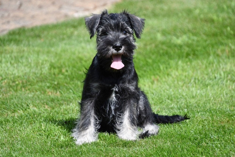 Dwergschnauzer pups te koop, 15 weken tot 1 jaar, Overige rassen, Buitenland, Parvo