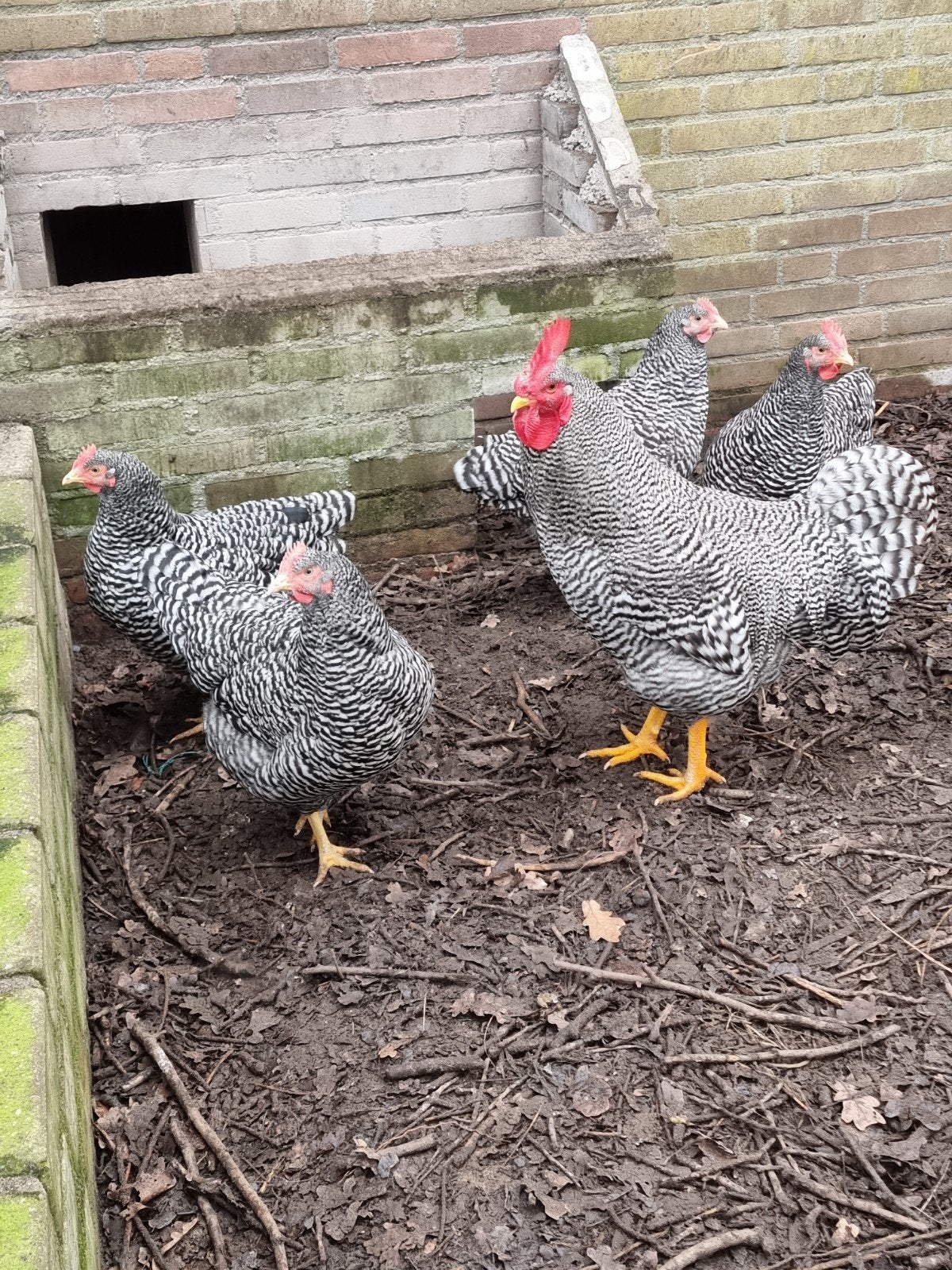 Foktoom Amrock, Meerdere dieren, Kip
