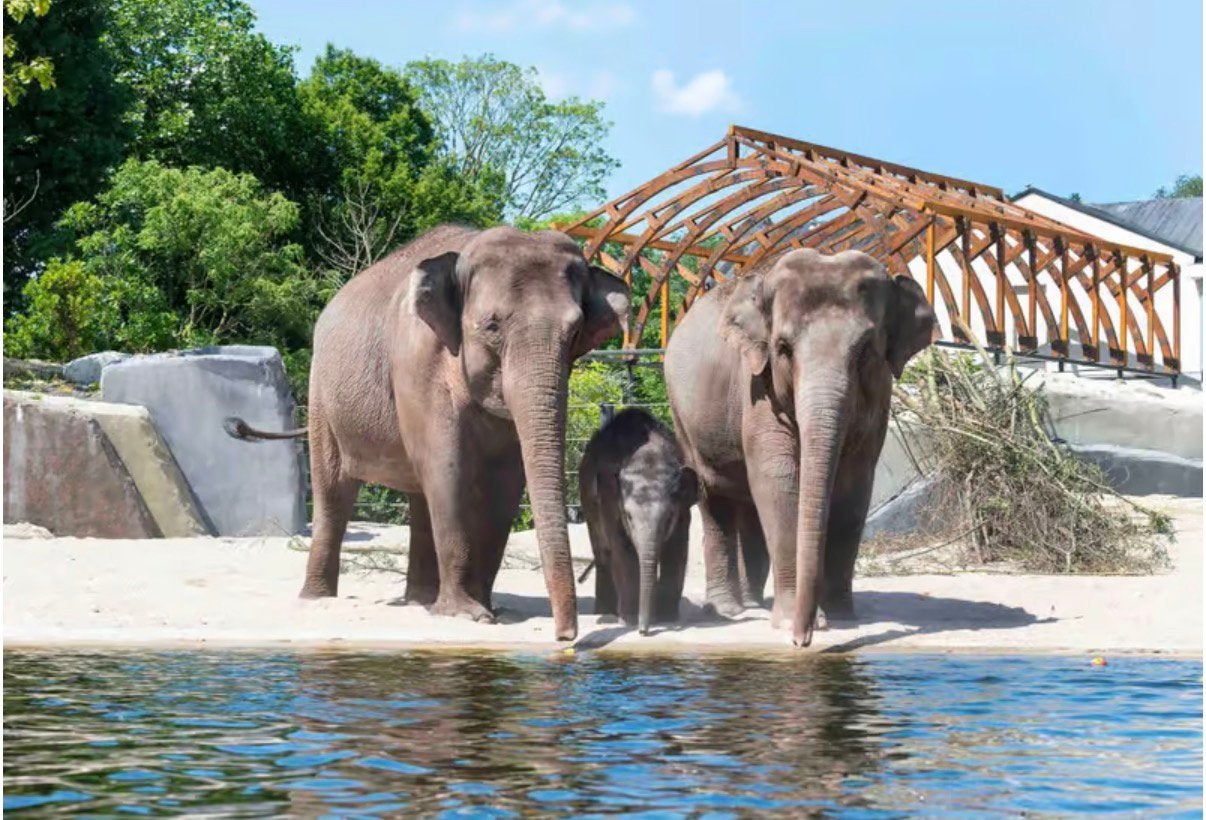 Toegangskaart Artis Dierentuin, Drie personen of meer, Ticket of Toegangskaart