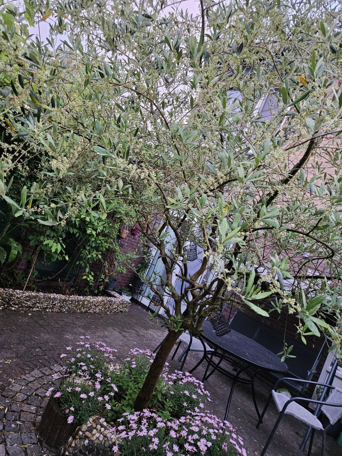 Mooie grote olijfboom te koop – vanwege verhuizing, Tuin en Terras, Ophalen, Volle zon, Vaste plant, Fruitplanten