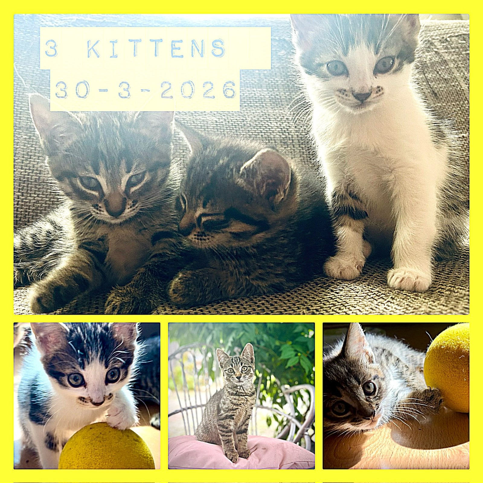 Lieve kittens zoeken een gouden mandje!, Meerdere dieren, Kortharig, 0 tot 2 jaar