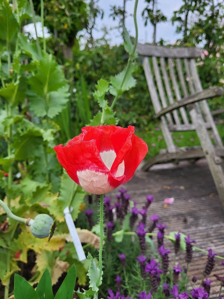 Zaden Papaver wit met rode rand, Ophalen of Verzenden, Volle zon