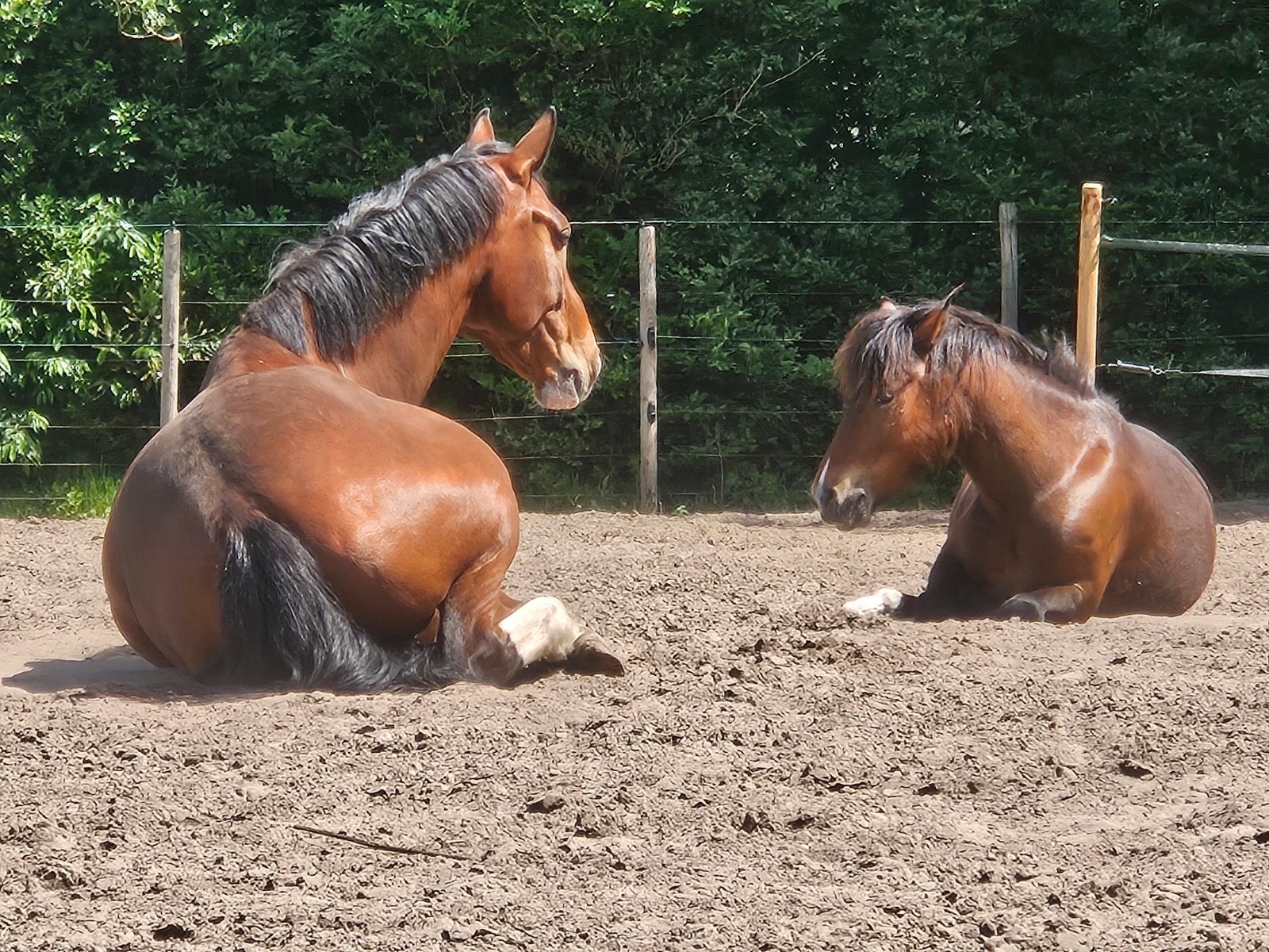Tijdelijke stalling gezocht. +/- 1 maand, Dieren en Toebehoren, Stalling en Weidegang