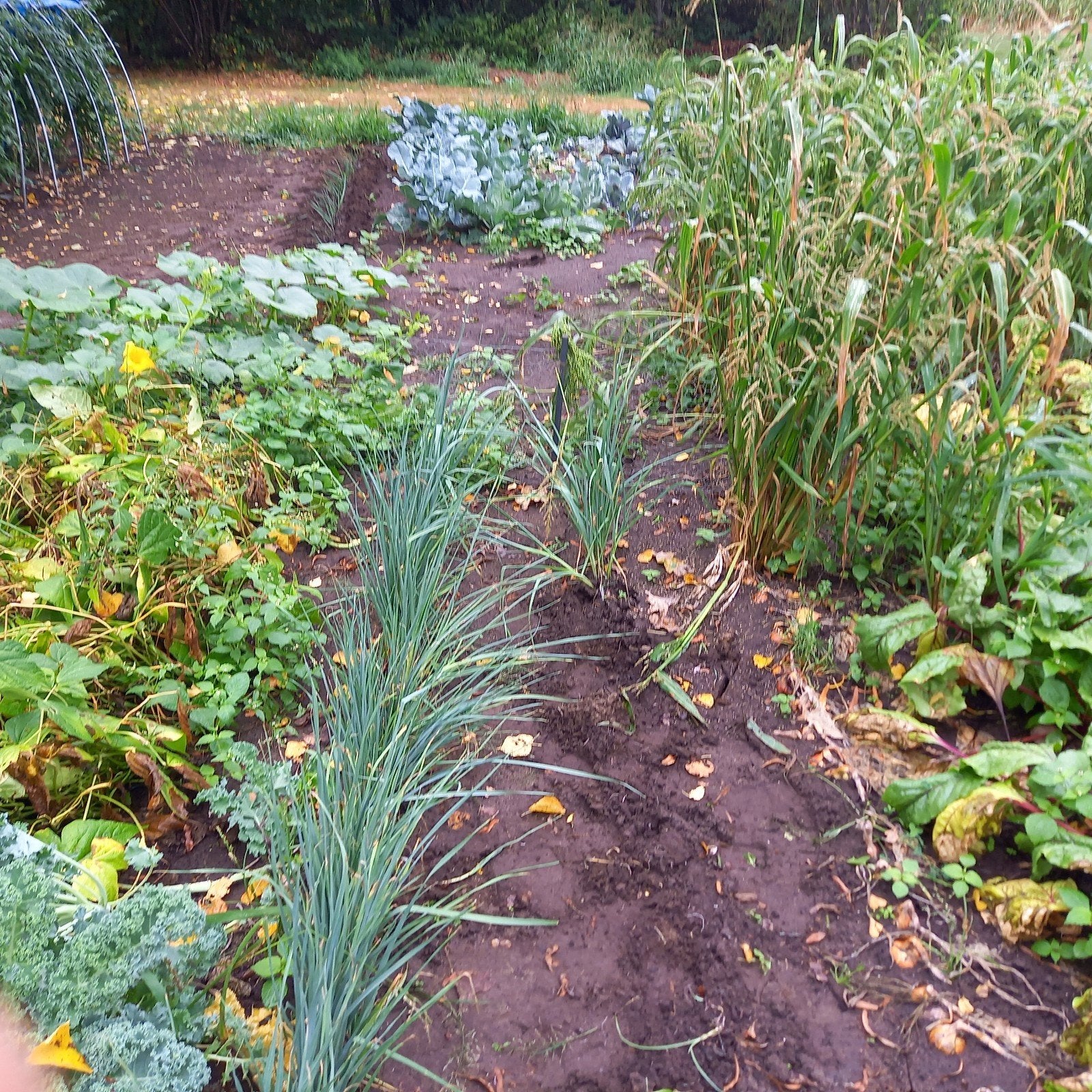 te koop prei planten 0.10, Ophalen, Groenteplanten, Volle zon