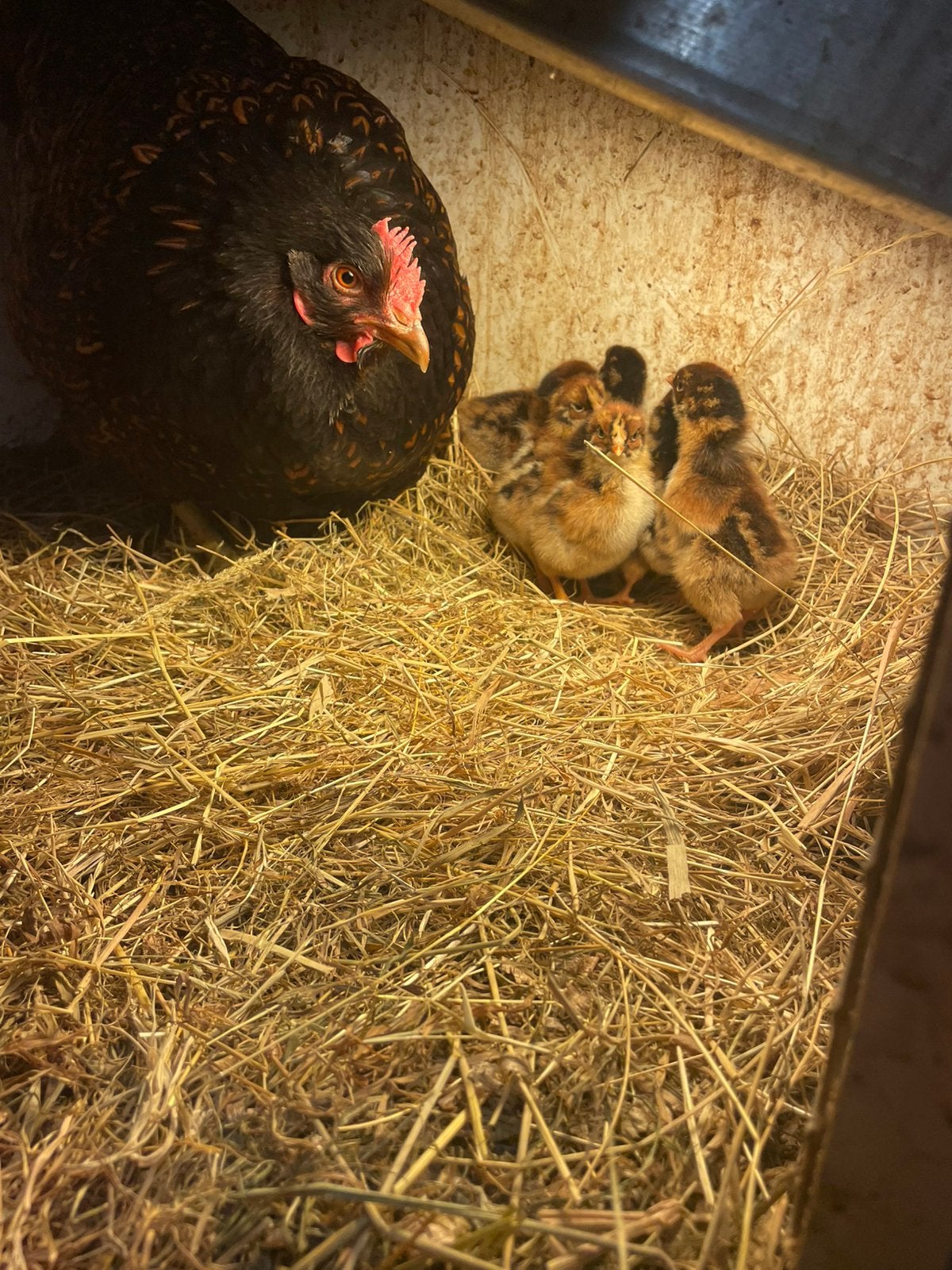 Barnevelder met kuikens, Dieren en Toebehoren, Pluimvee, Geslacht onbekend, Kip
