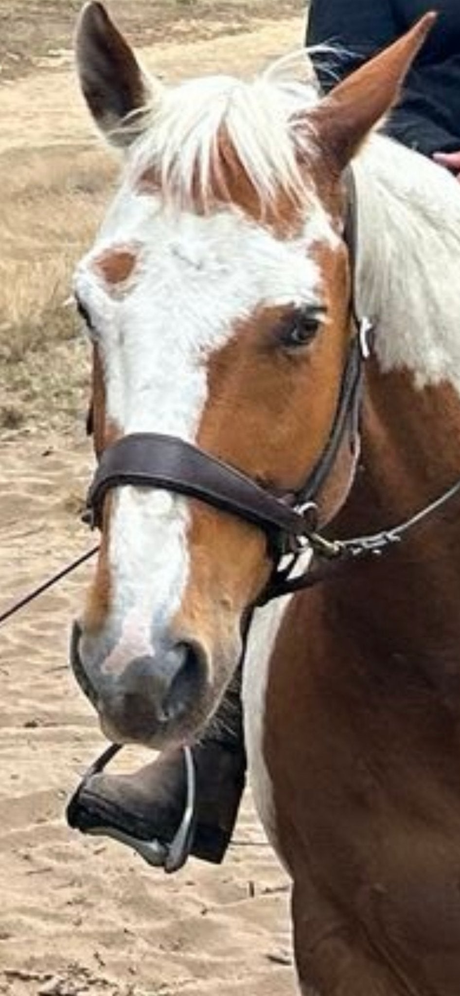 Edix Bitloos side pull hoofdstel bruin, Dieren en Toebehoren, Ophalen of Verzenden, Hoofdstel
