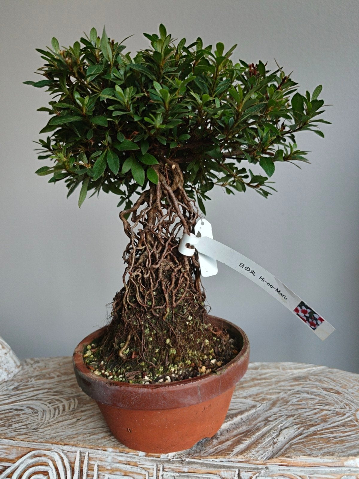Satsuki Azalea 'Neagari' Hi-No-Maru bonsai, Bloeit niet, Halfschaduw, Minder dan 100 cm, Overige soorten