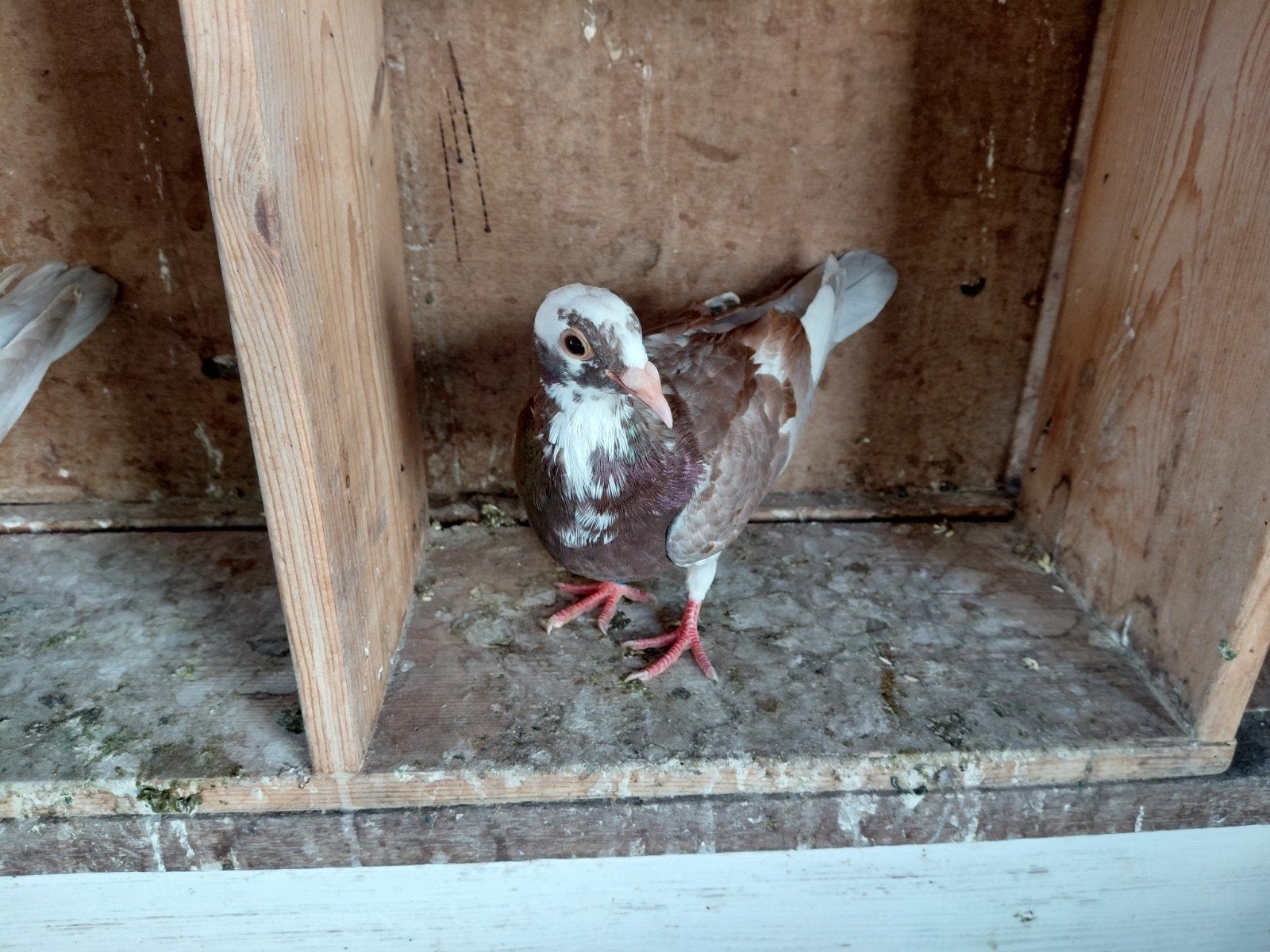 postduiven, Dieren en Toebehoren, Geslacht onbekend, Postduif