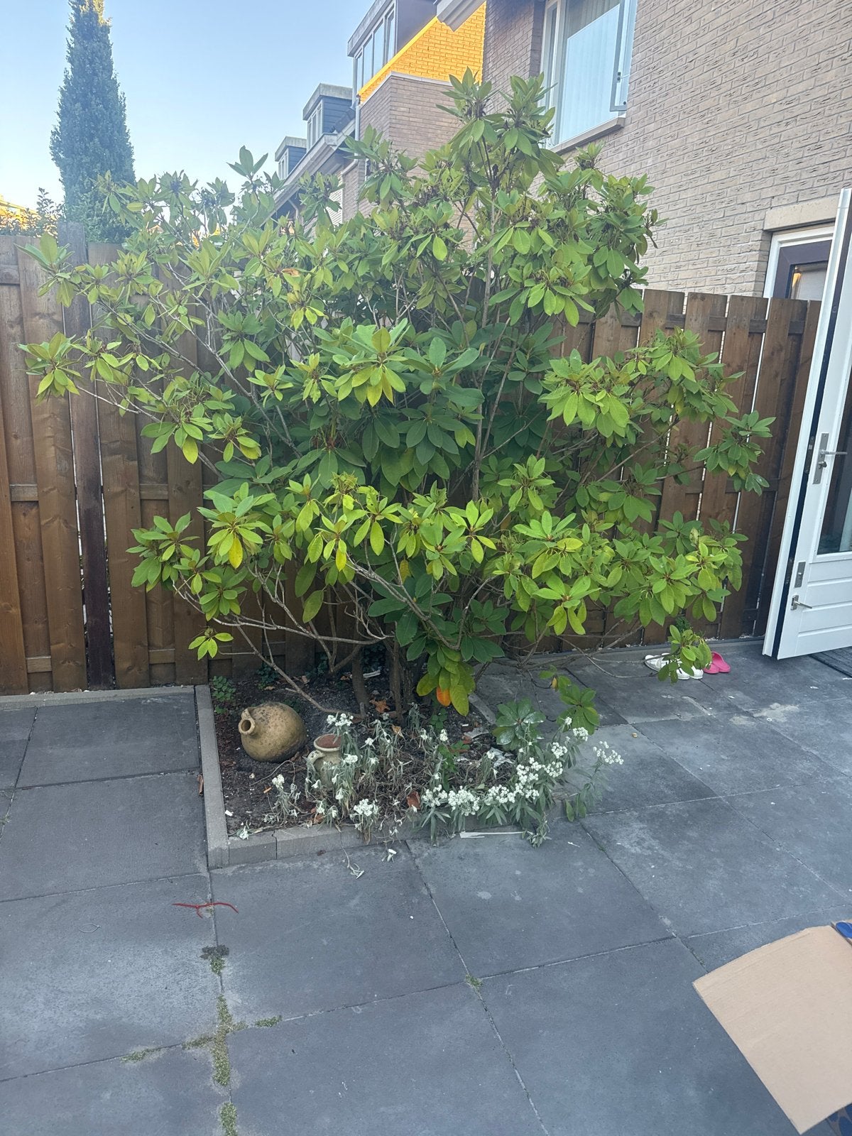Grote Rhododendron struik, Overige soorten, Vaste plant, Ophalen of Verzenden, Halfschaduw