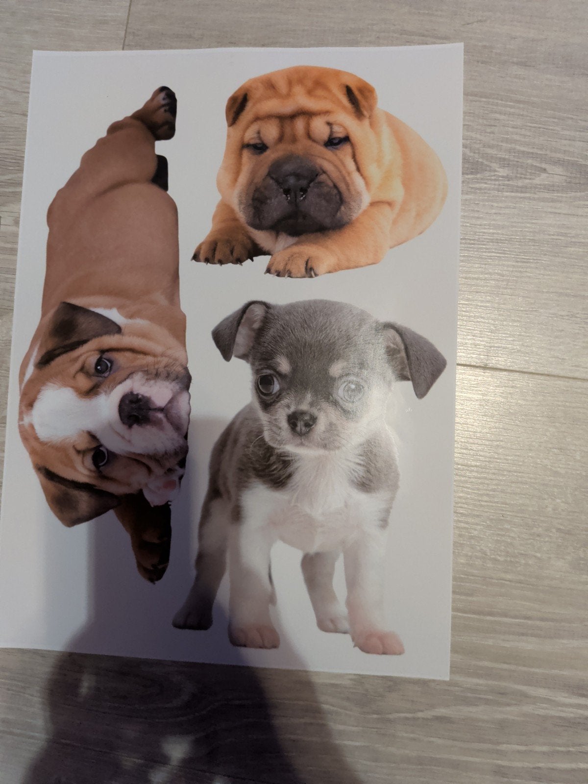 Container stickers honden €1, Hobby en Vrije tijd, Stickers en Plaatjes, Ophalen, Meerdere stickers