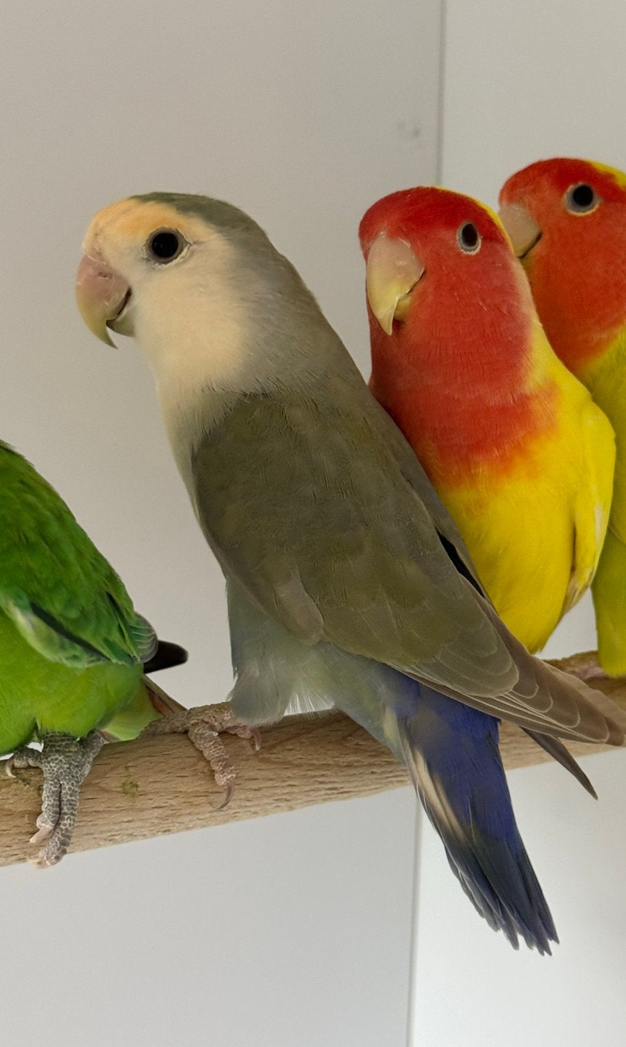 Agapornis roseicollie dwergpapegaai man 2025, Dieren en Toebehoren, Vogels | Parkieten en Papegaaien, Mannelijk, Dwergpapegaai of Agapornis