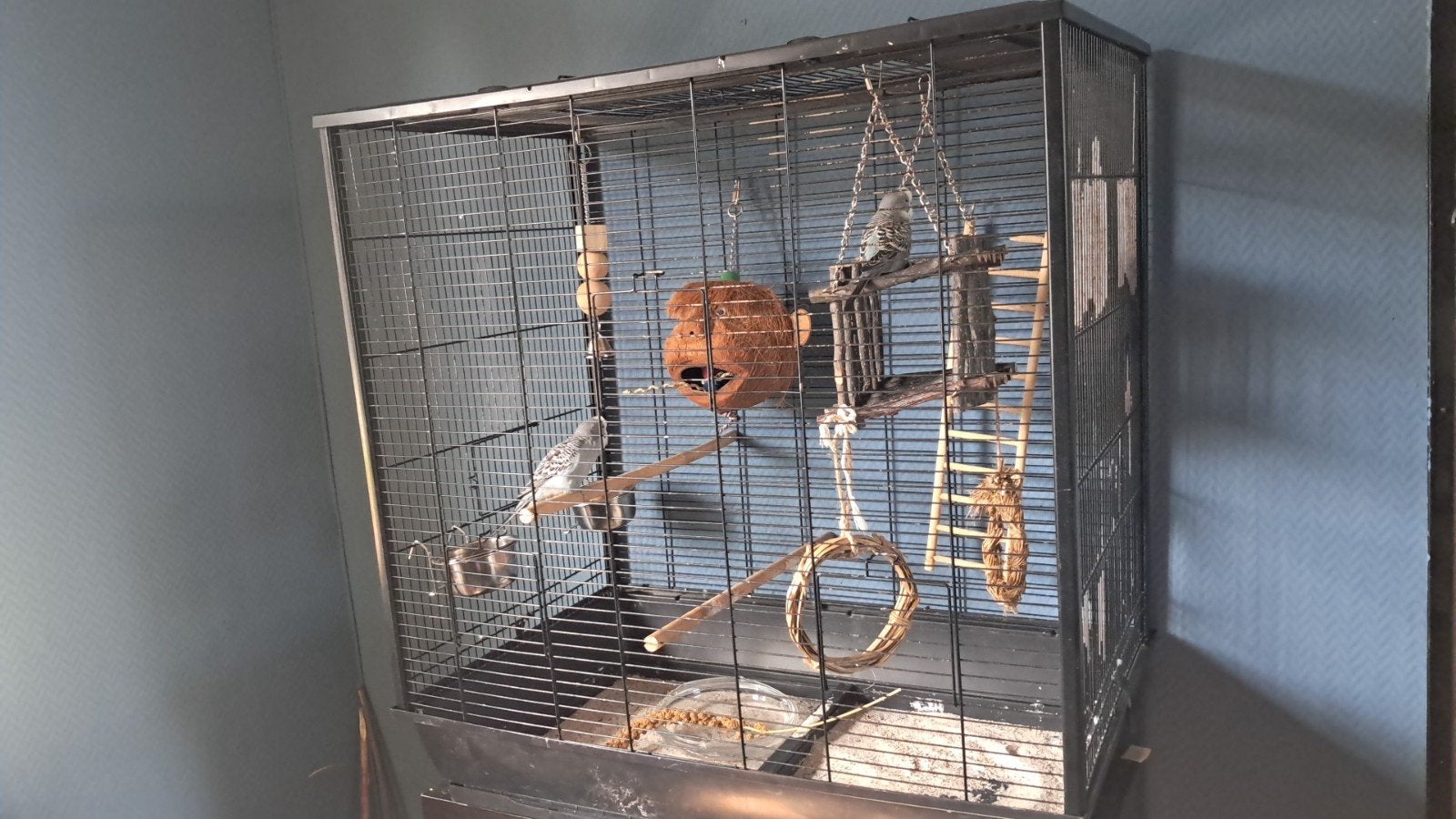 2 parkietjes met kooi, Ophalen, Zo goed als nieuw, Hout, Vogelkooi