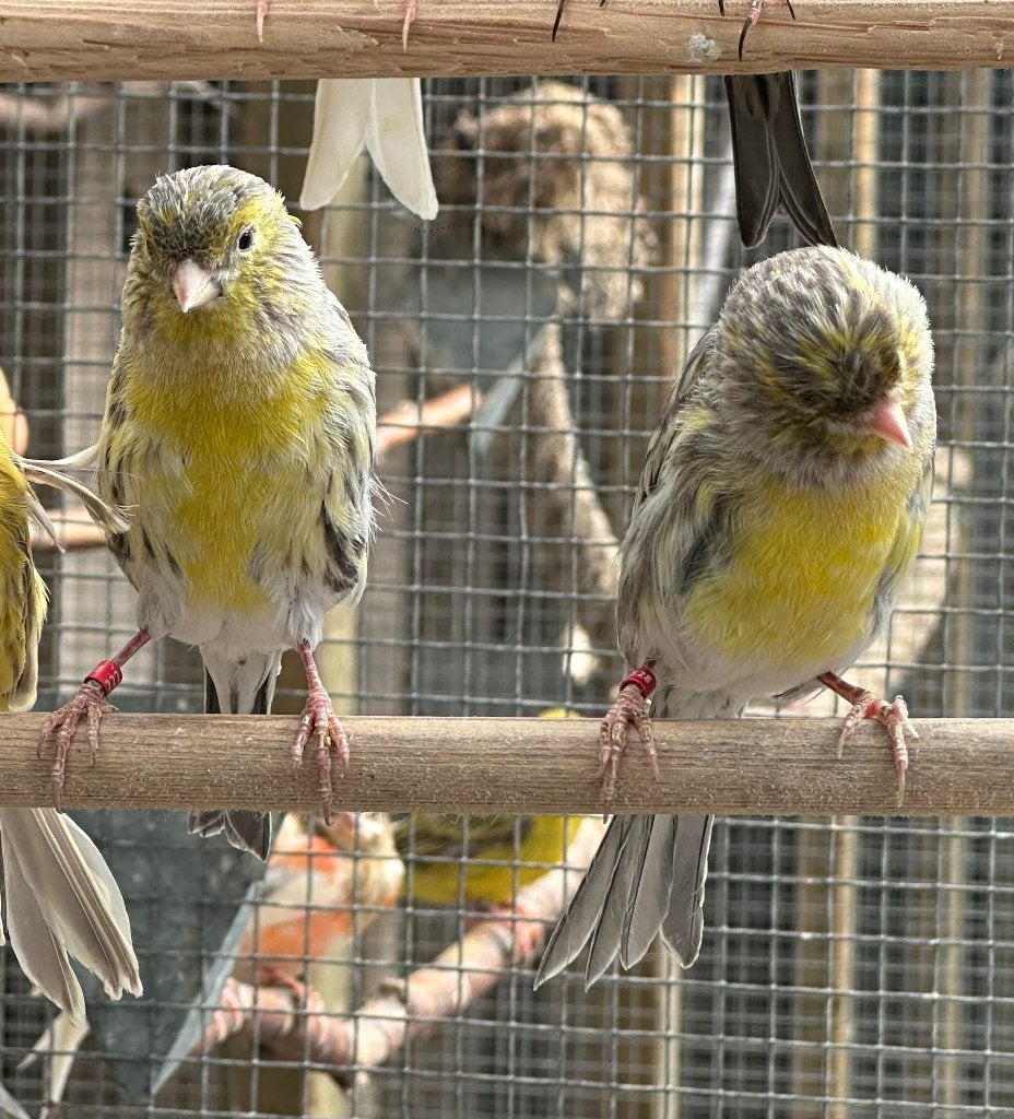 Geel agaat mozaïek koppels en mannen, Dieren en Toebehoren, Vogels | Kanaries, Meerdere dieren, Kleurkanarie