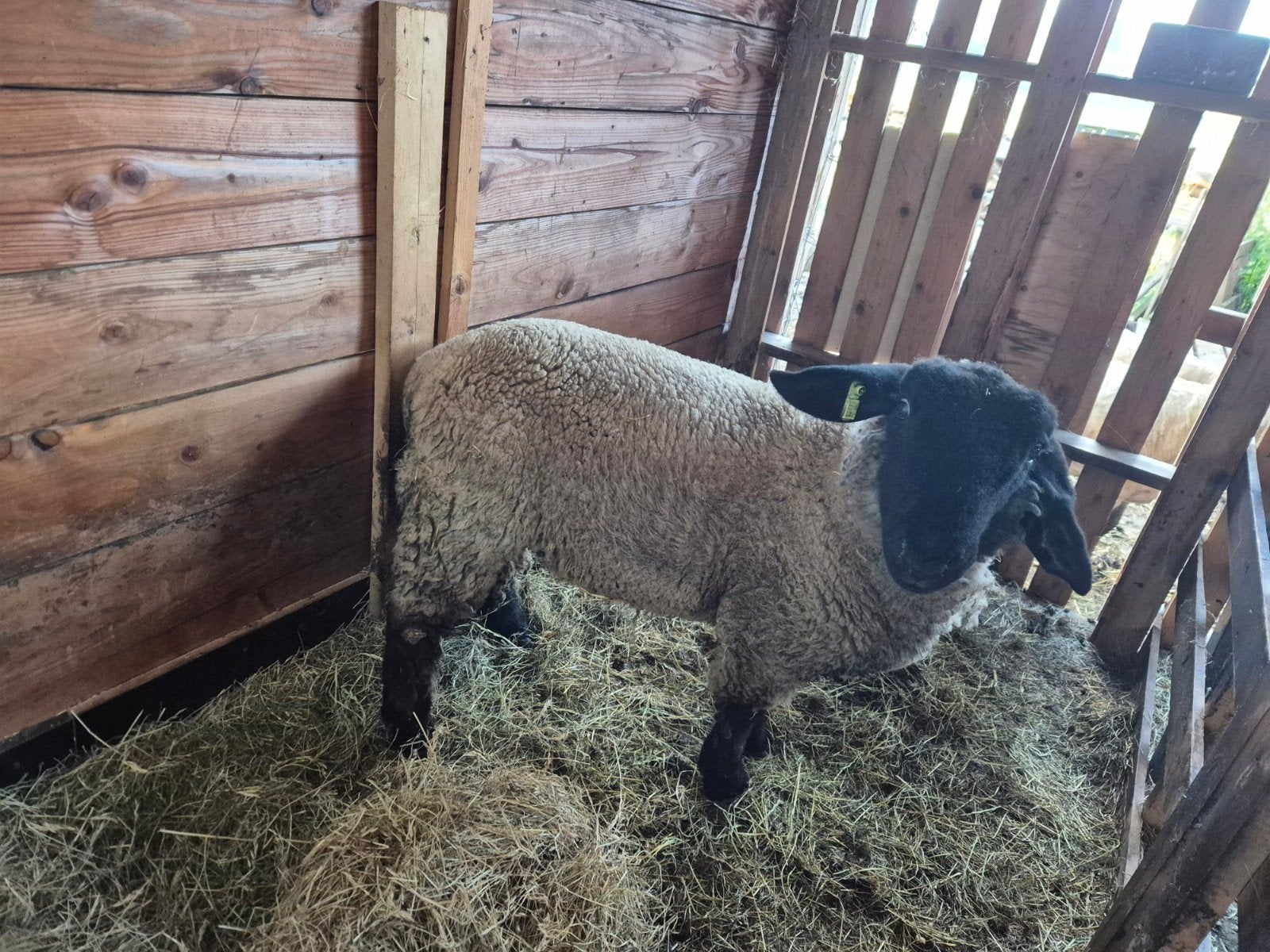 Suffolk ram schaap, Dieren en Toebehoren, Schapen, Geiten en Varkens, Mannelijk, Schaap