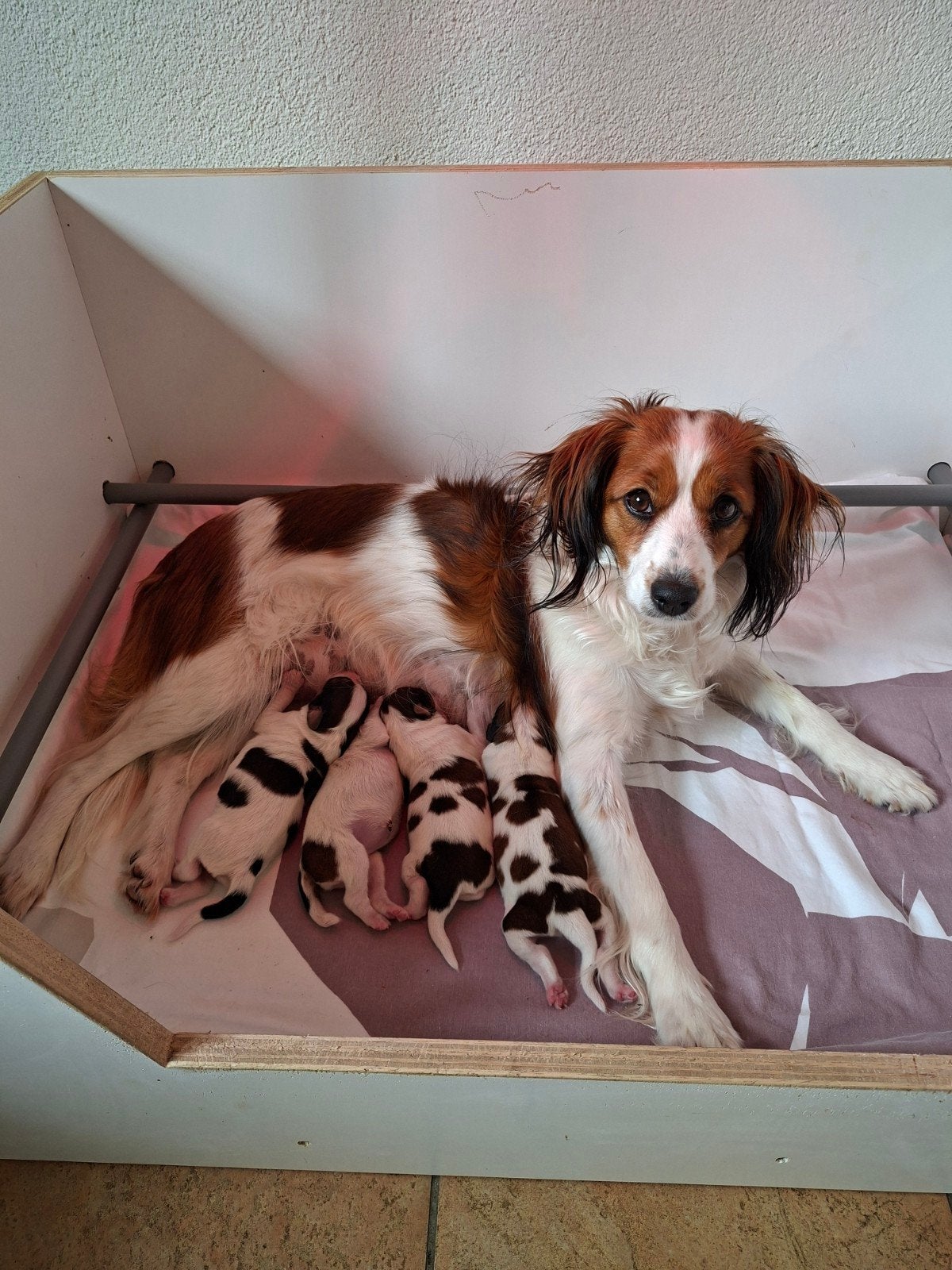 Te koop raszuivere kooiker pups, HCC (leverziekte), Overige rassen, 8 tot 15 weken, Meerdere