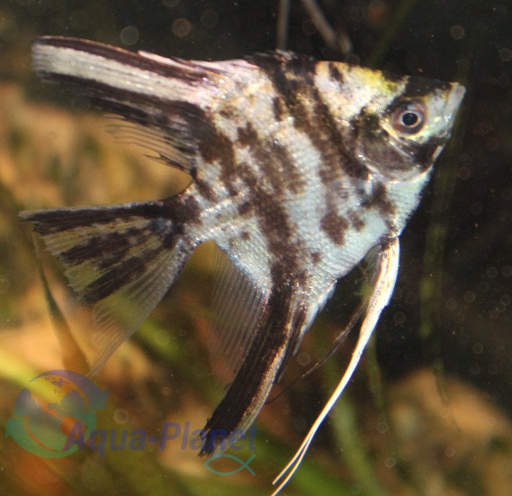 Maanvis "Marmer Longfin", Dieren en Toebehoren, Vis, Zoetwatervis, Schoolvis