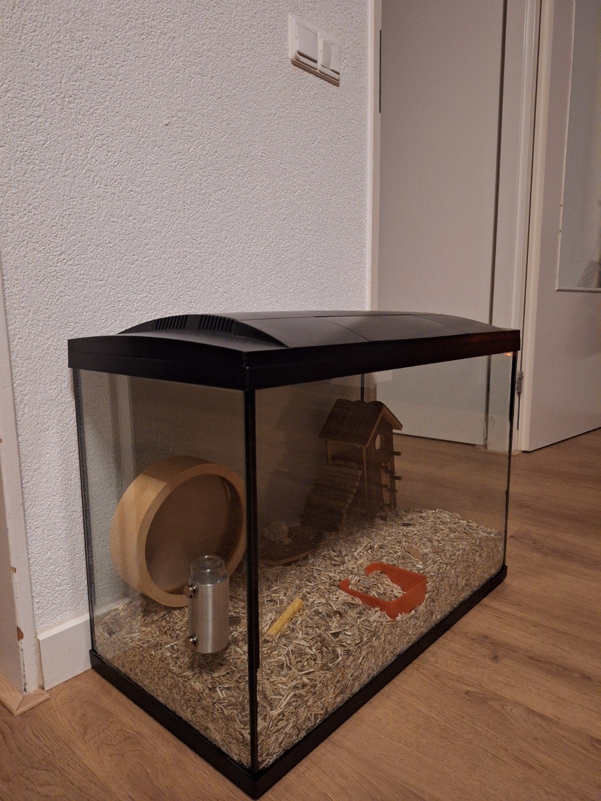 chinese dwerghamster, Hamster, Juli, Vrouwelijk, Tam