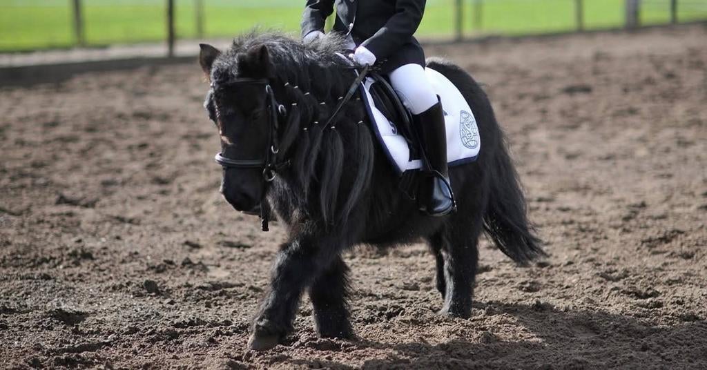 De leukste ponyrijlessen voor beginners!, Ophalen of Verzenden, Nieuw
