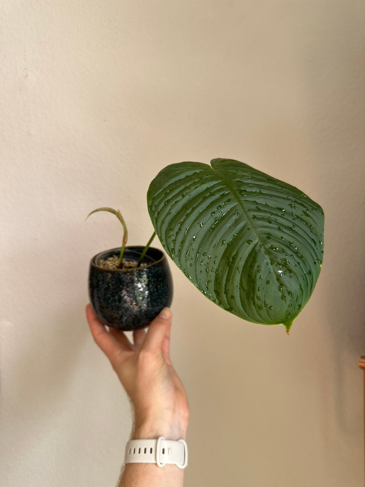Philodendron Tenue C, Huis en Inrichting, Kamerplanten, Ophalen, Halfschaduw, Minder dan 100 cm