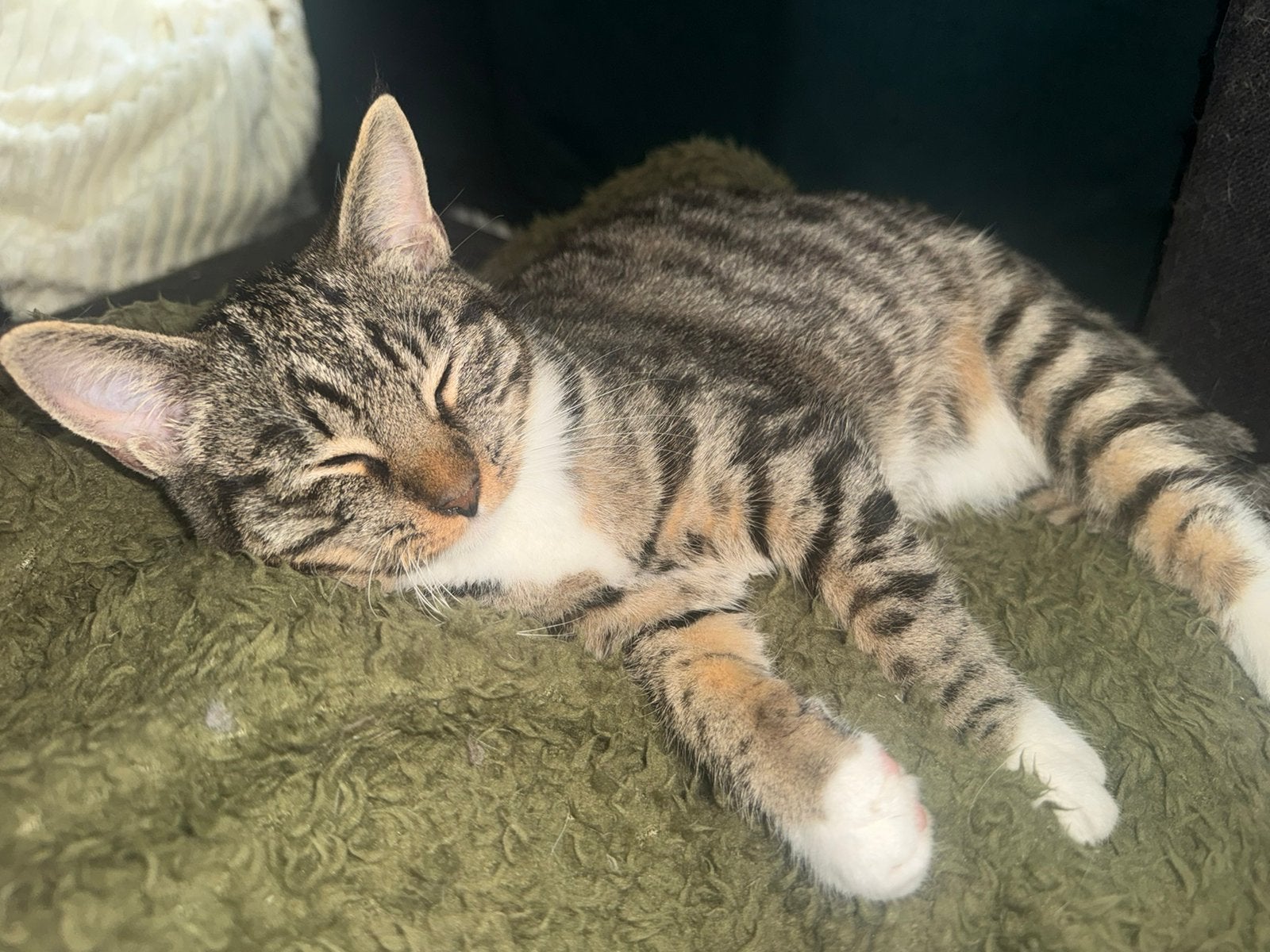 deze 3 cuties zoeken een nieuw huisje 4,5 maand, Ophalen