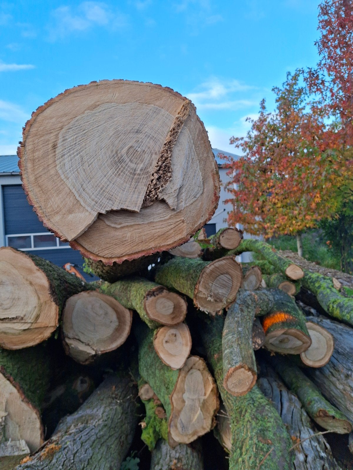 haardhout,  stammen eik  vers  9 kuub, 6 m³ of meer, Ophalen, Eikenhout, Stammen