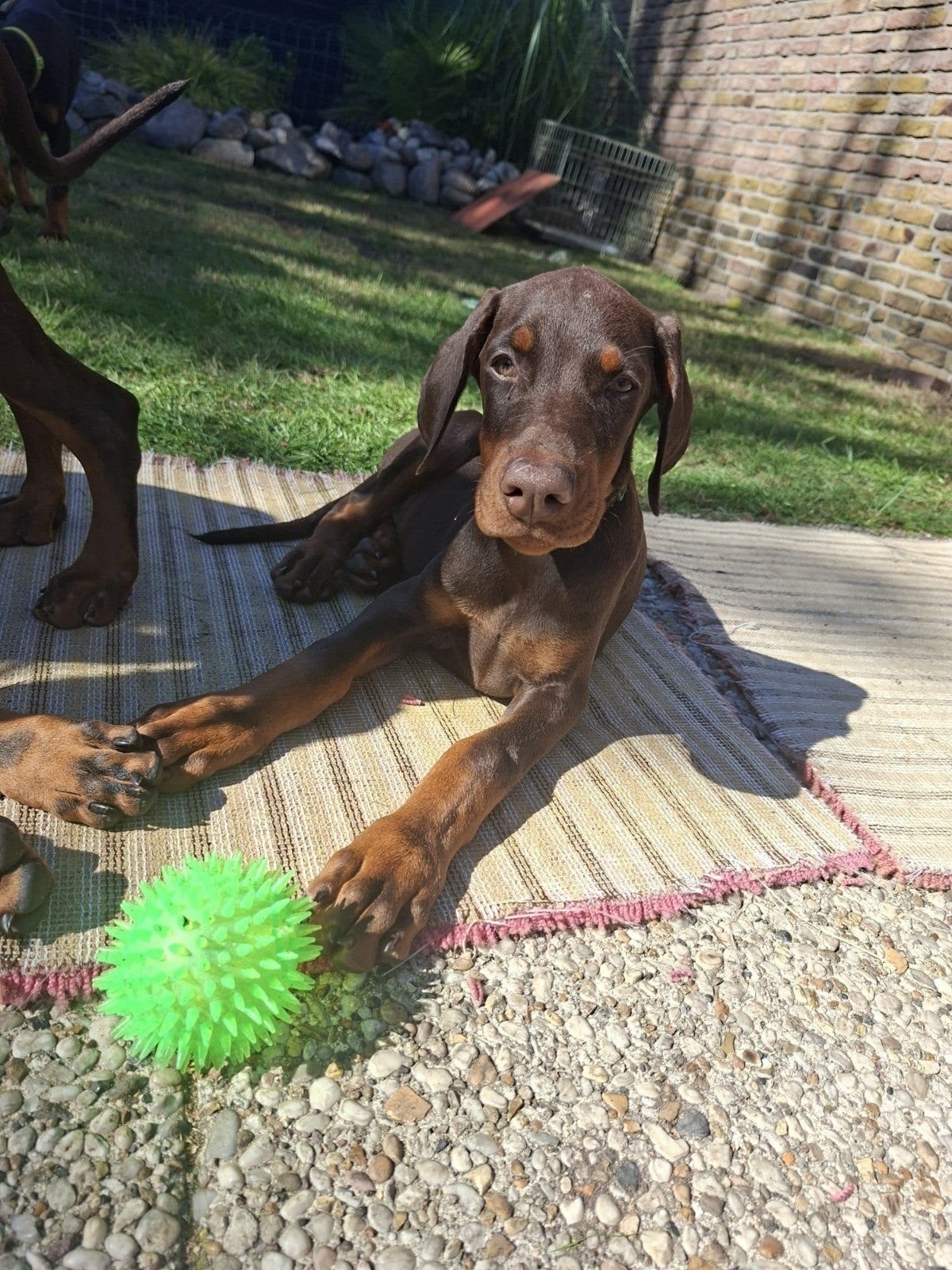 Dobermann teefje, Dieren en Toebehoren, CDV (hondenziekte), 8 tot 15 weken, Meerdere, Meerdere dieren