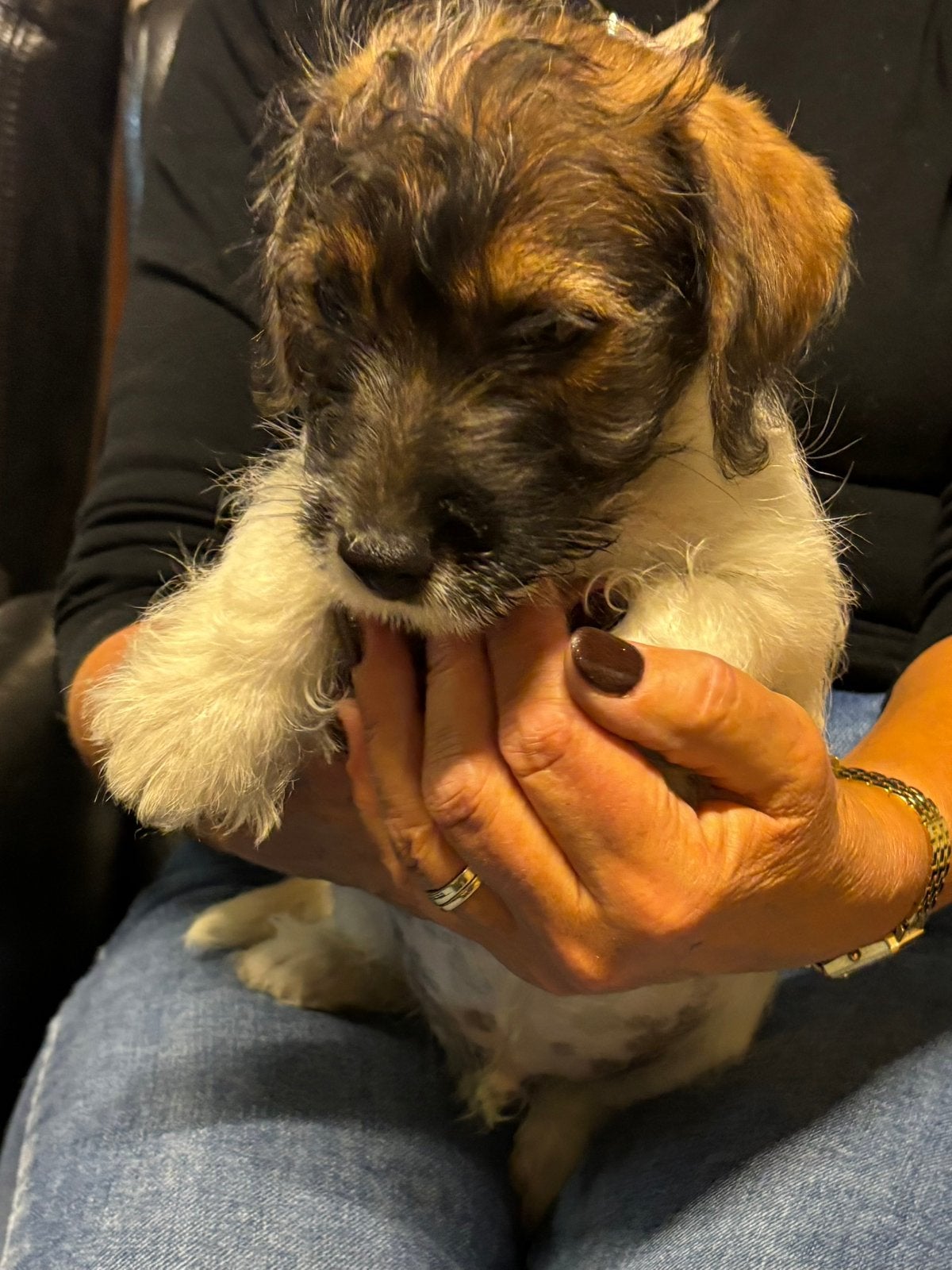 Prachtige ruwharige en kortharige Jack Russell pups, Dieren en Toebehoren, Honden | Jack Russells en Terriërs, Parvo, Jack Russell Terriër