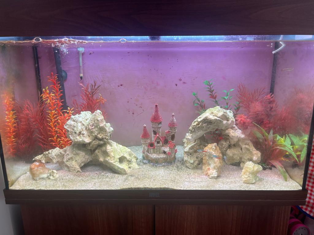 Juwel Rio 125 LED Aquarium – Compleet en Uitbreidbaar, Ophalen, Gevuld zoetwateraquarium