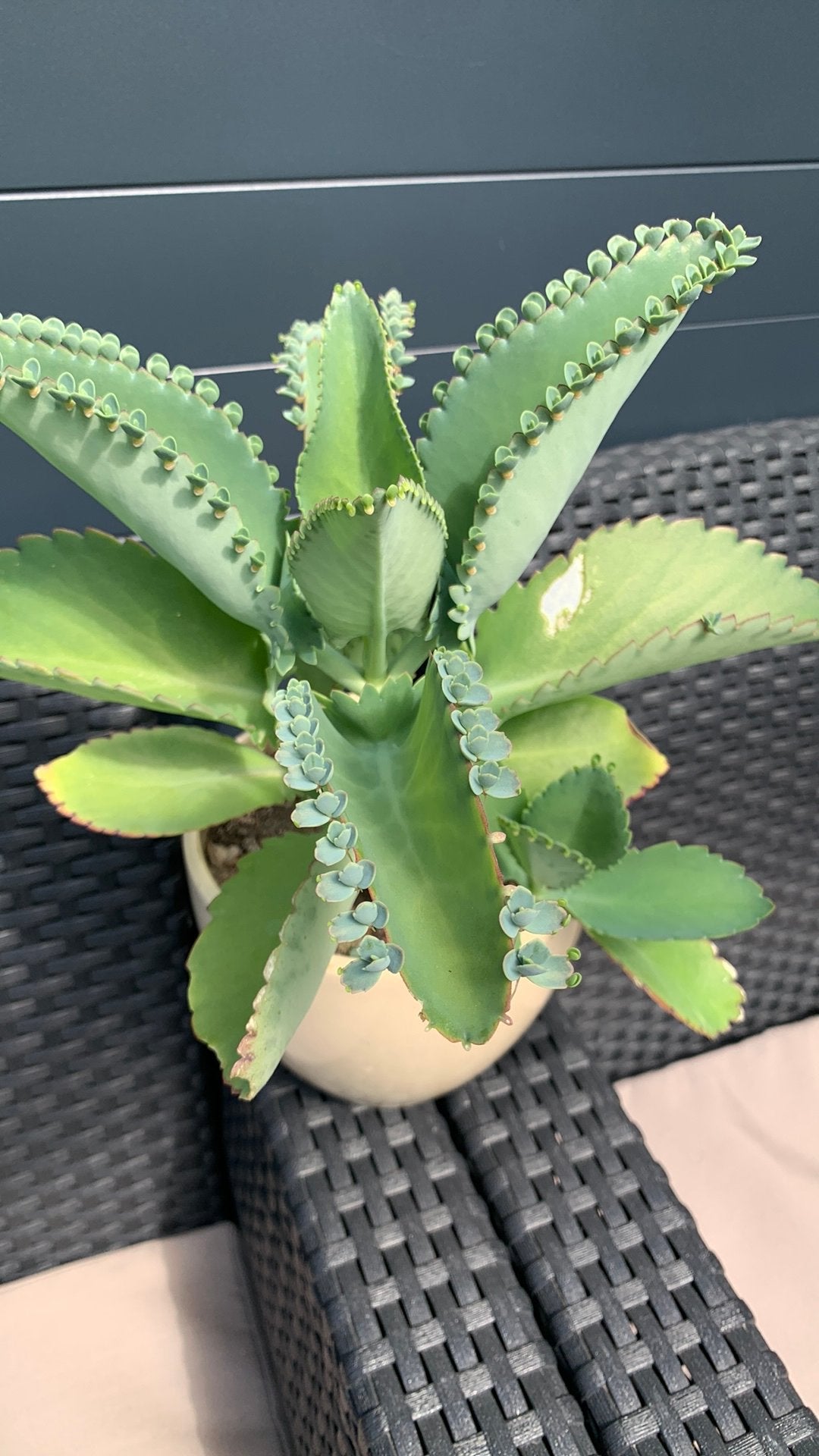 Vet plant met pot €3, Huis en Inrichting, Kamerplanten, Ophalen of Verzenden, Halfschaduw, Minder dan 100 cm