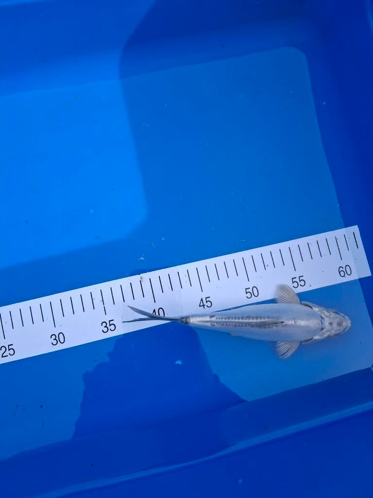 Koi baby blauw 25 cm., Karper of Koi
