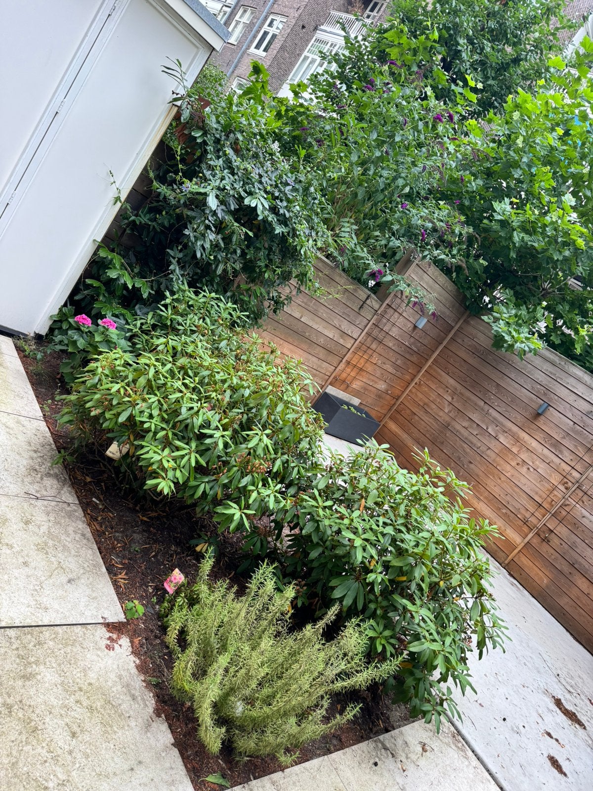 Gratis/Diverse tuinplanten., Tuin en Terras, Vaste plant, Halfschaduw, Lente, Ophalen