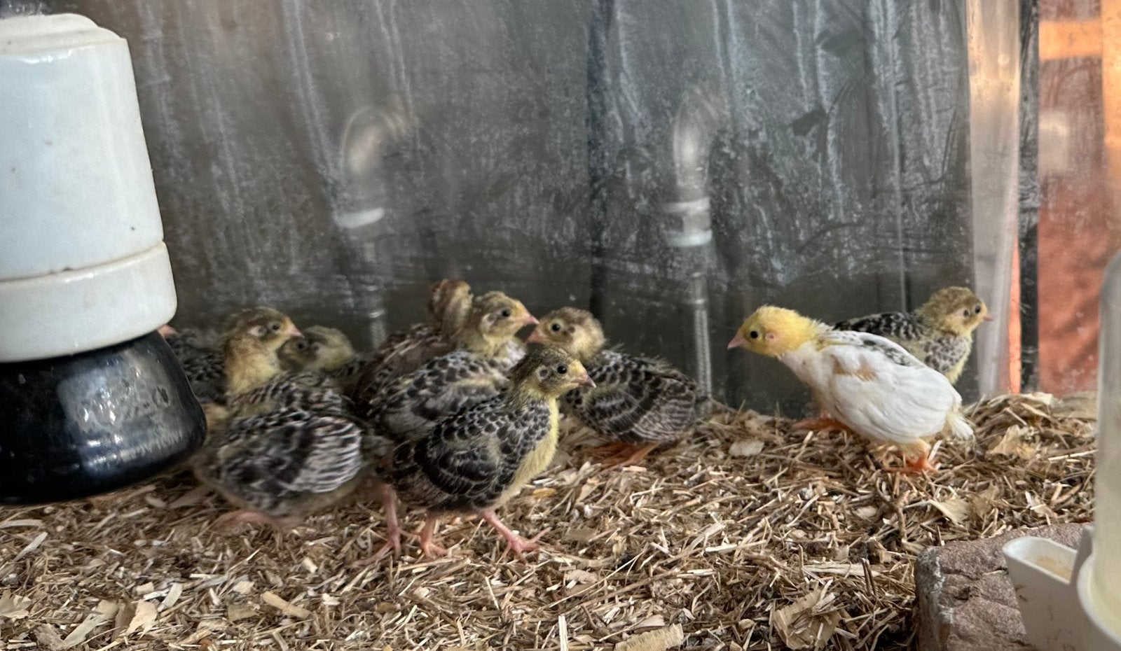 Chinese dwergkwartel kuikens, Meerdere dieren, Overige soorten