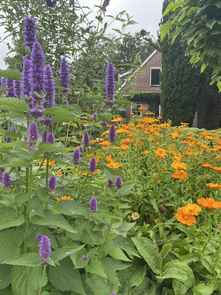 Dropplant, Agastache (Blue Fortune), Tuin en Terras, Planten | Tuinplanten, Volle zon, Vaste plant, Zomer, Ophalen