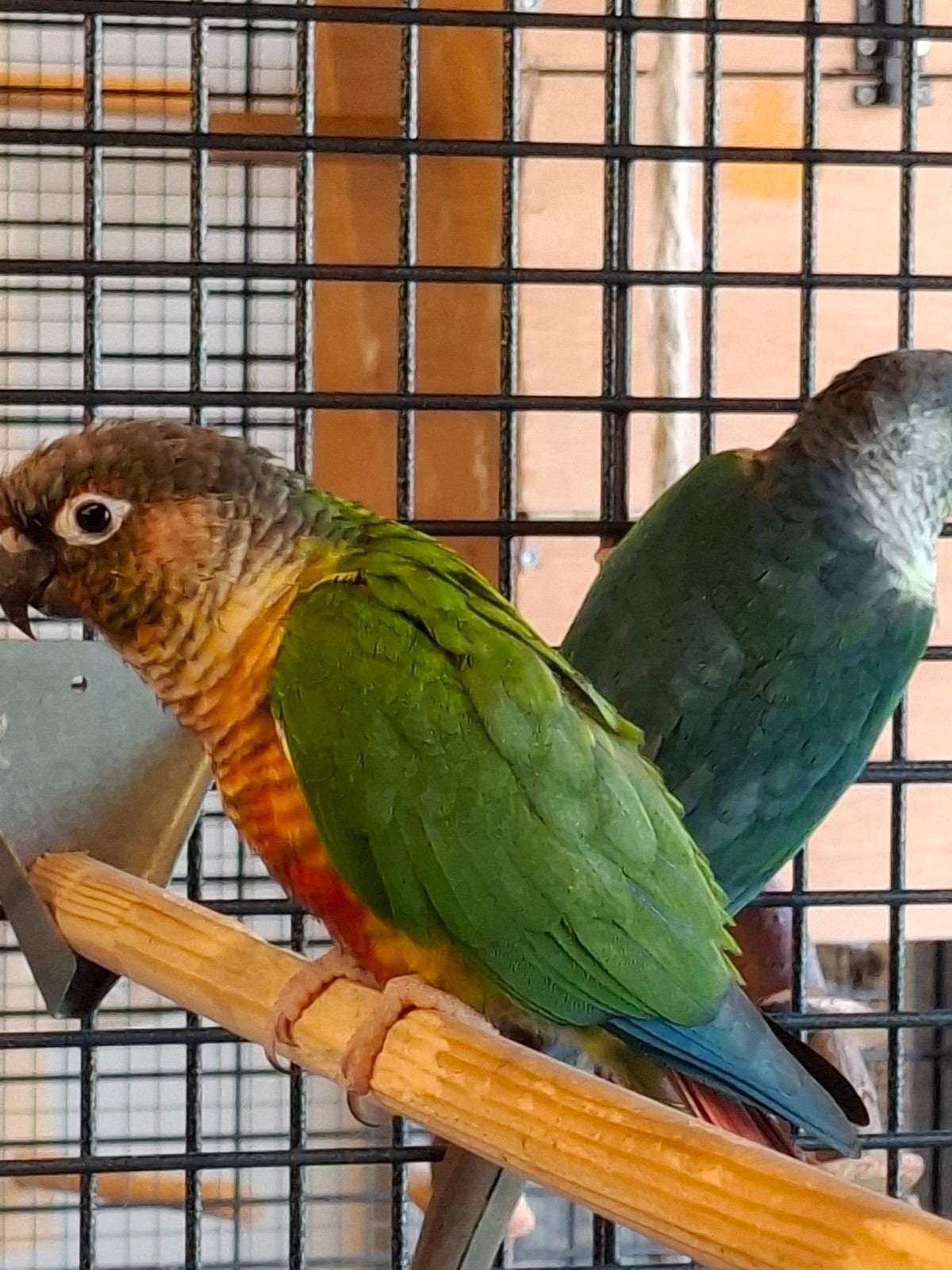 Koppel  pyrrhura, Meerdere dieren, Parkiet