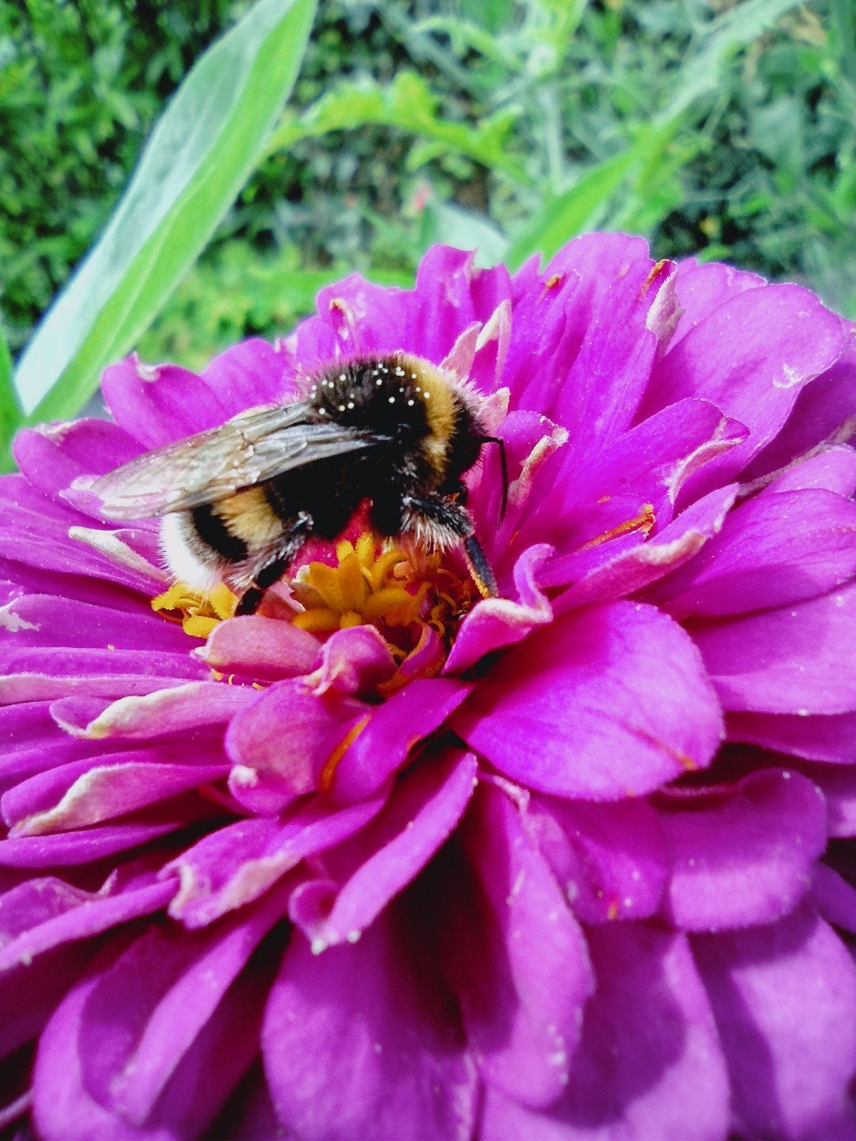 Zaden Zinnia elegans mix, Verzenden, Volle zon