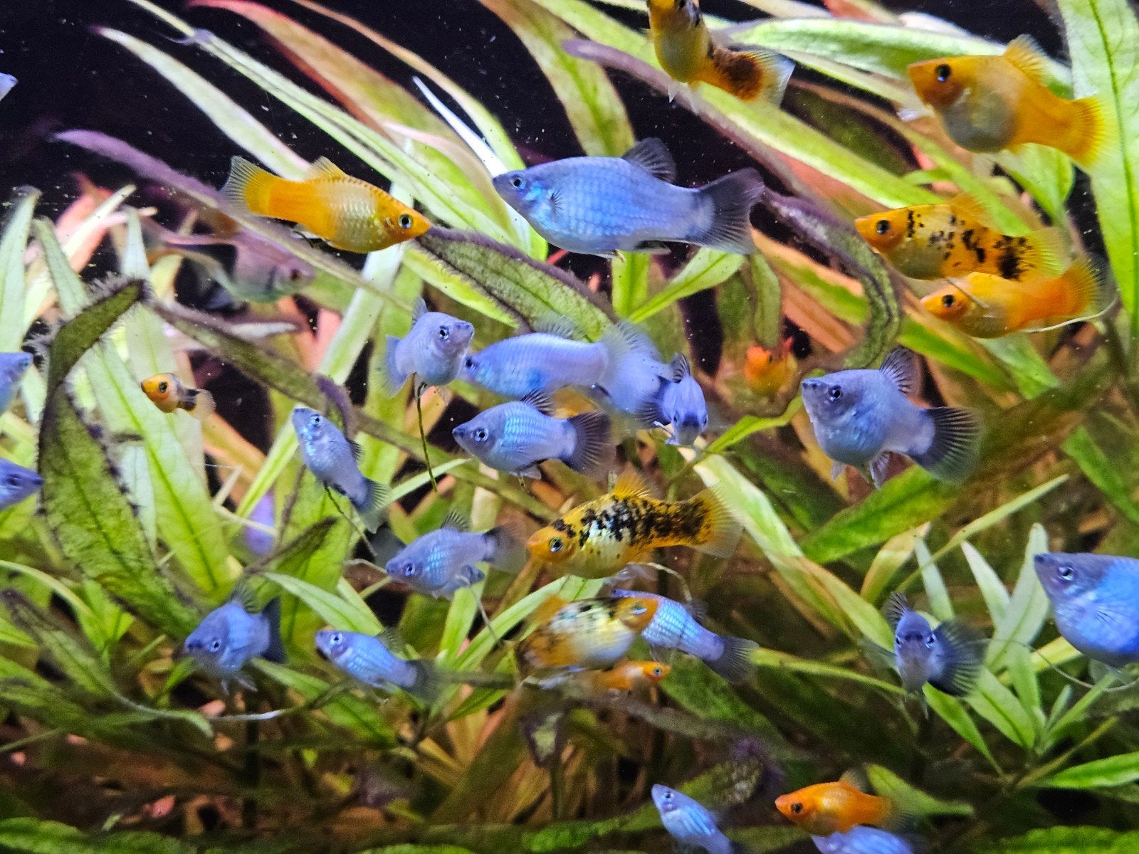 te koop platys, Vis, Zoetwatervis, Schoolvis