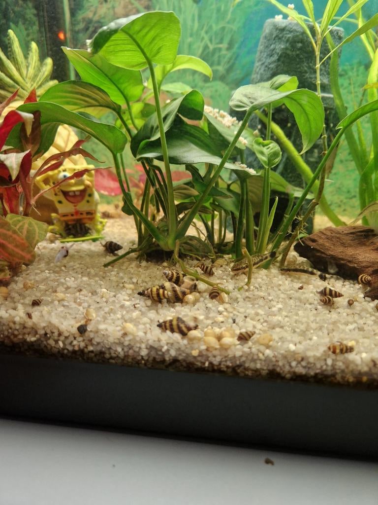Anatome helena  (Slaketende slak) ( prijs per 5 stuks), Dieren en Toebehoren, Vissen | Aquariumvissen, Slak of Weekdier