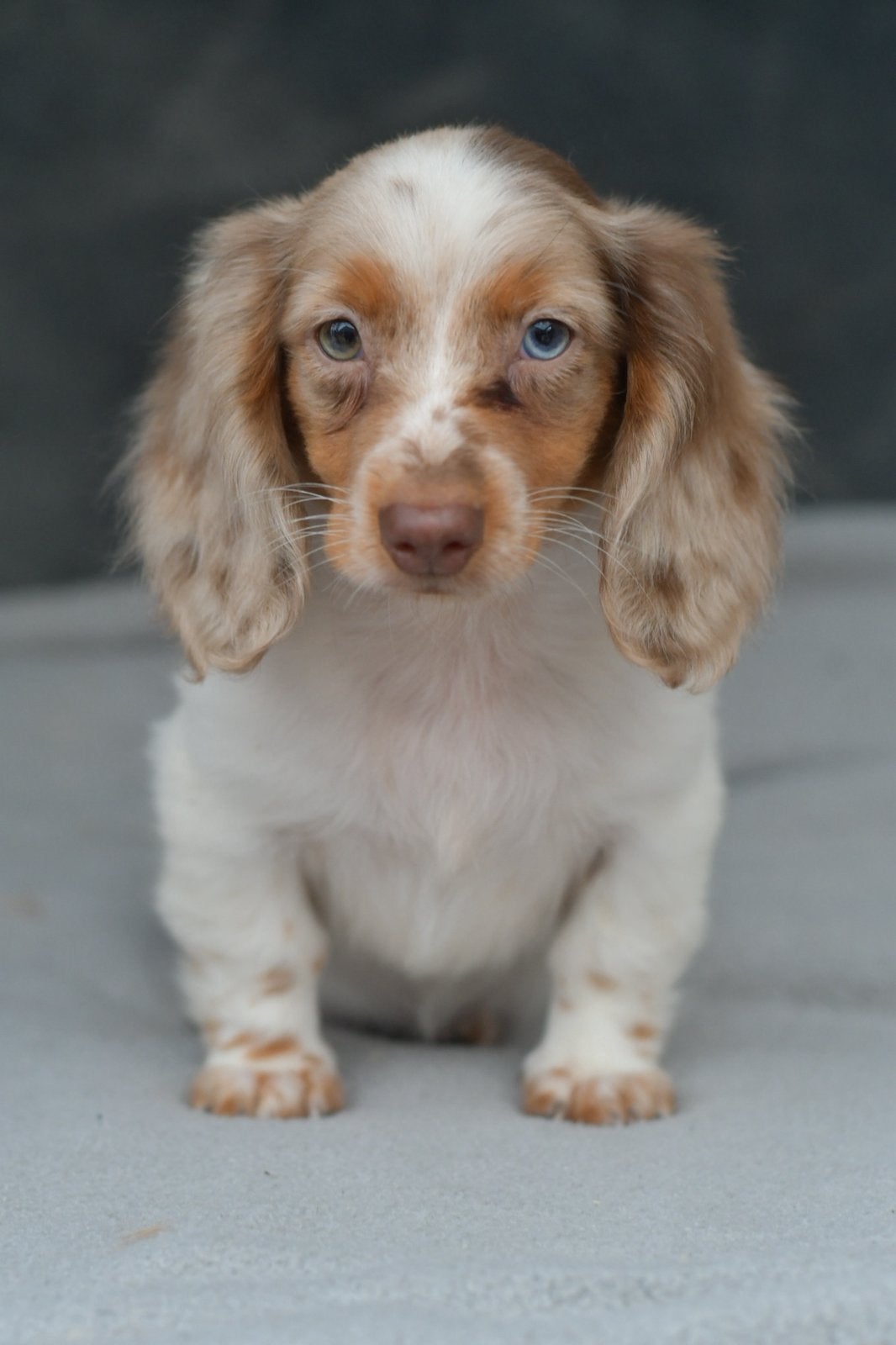 Herplaatsing Super knappe langharige Kaninchen teckel pup, Kaninchen, 8 tot 15 weken, Teef, Langhaar