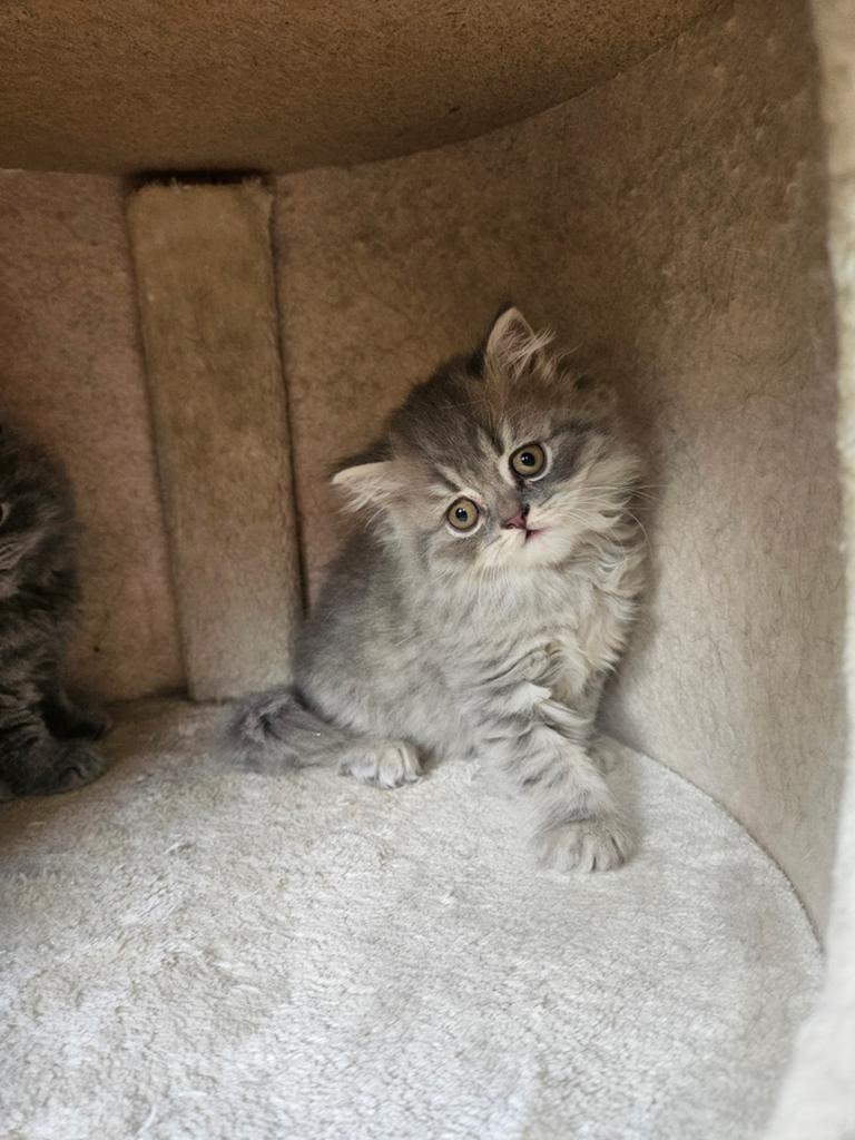 Laatste Britse Half langhaar/Korthaar kitten (katertje), Meerdere dieren, 0 tot 2 jaar