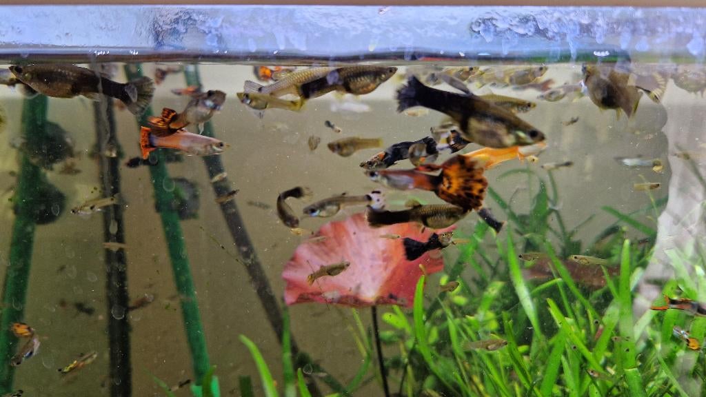 jonge guppen en garnalen wildkleur 50 cent, Vis, Zoetwatervis